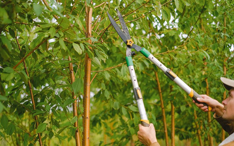 Tree trimming in Lake Wales, FL